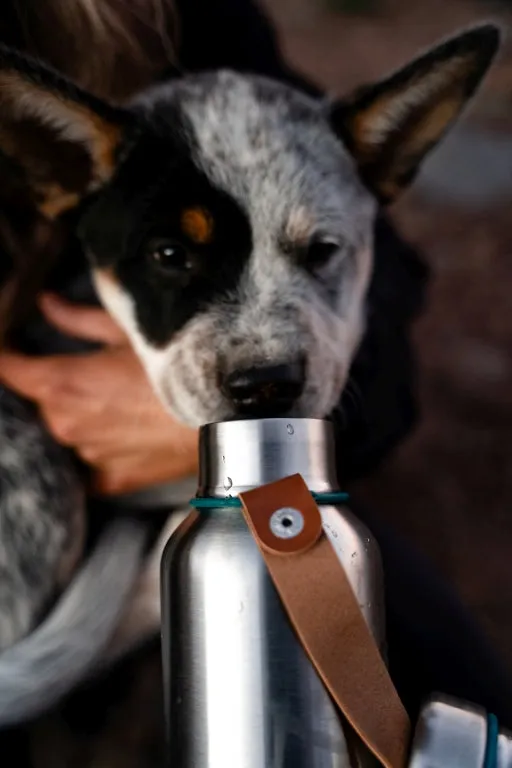 Black Blum Insulated Water Bottle - 0.5Ltr - Ocean