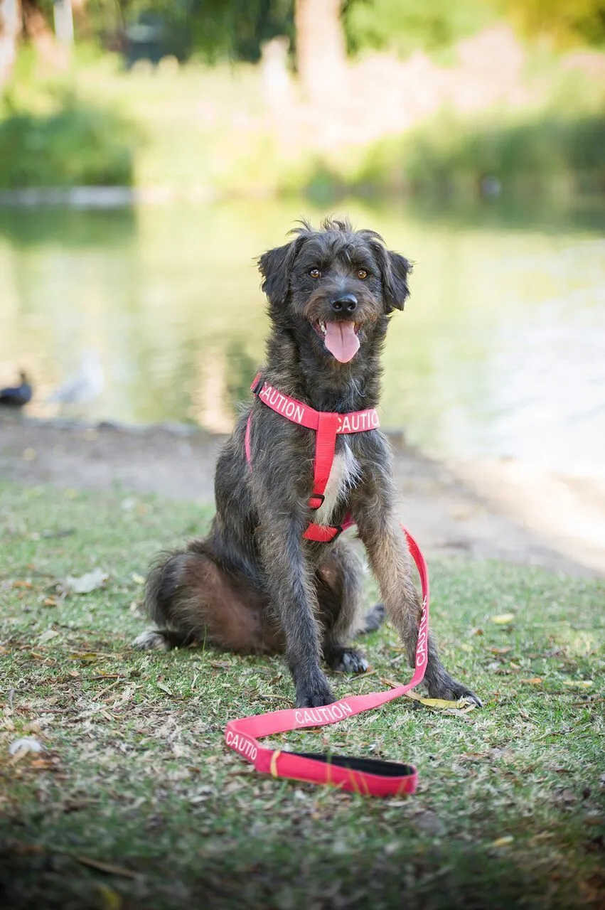 FDC -L/XL Strap Harness