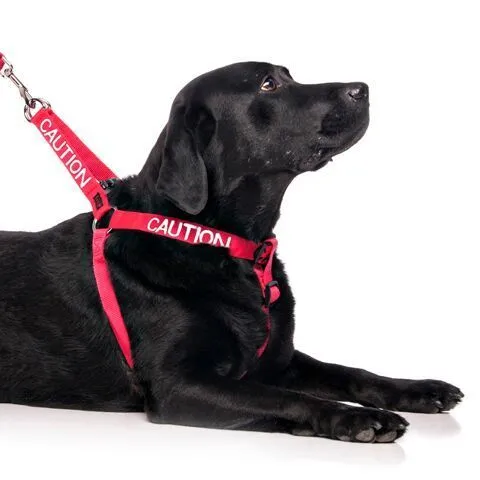 FDC -L/XL Strap Harness